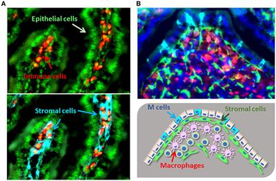 Intrinsic Control of Surface Immune and Epithelial Homeostasis by Tissue-Resident Gut Stromal Cells